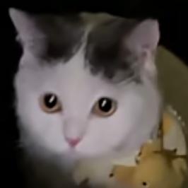 吾乃哈基本明