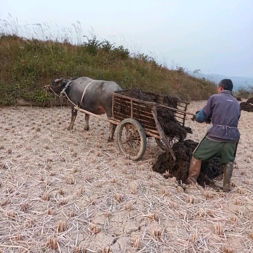 大竹山绿色大米