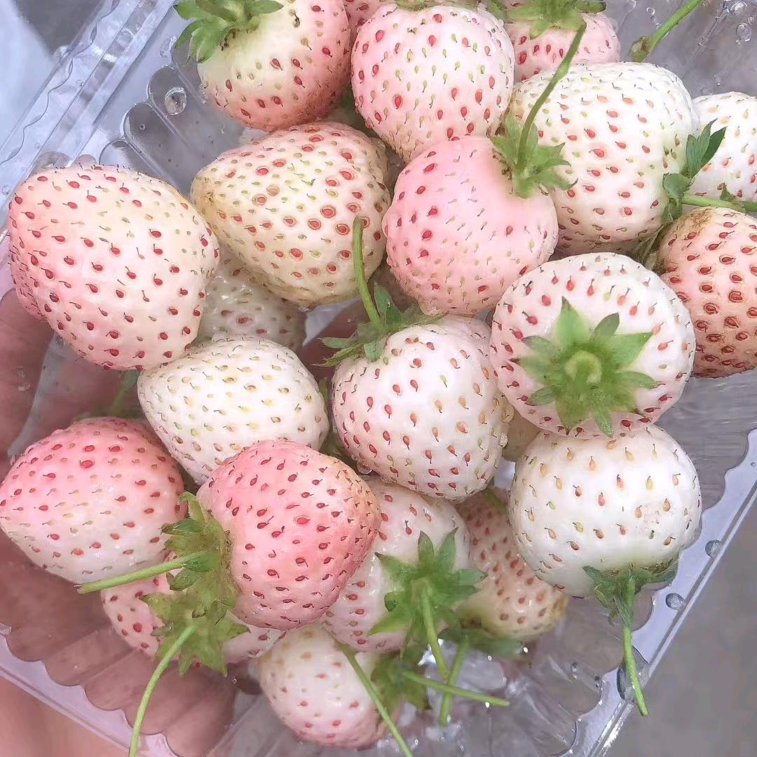 诚信