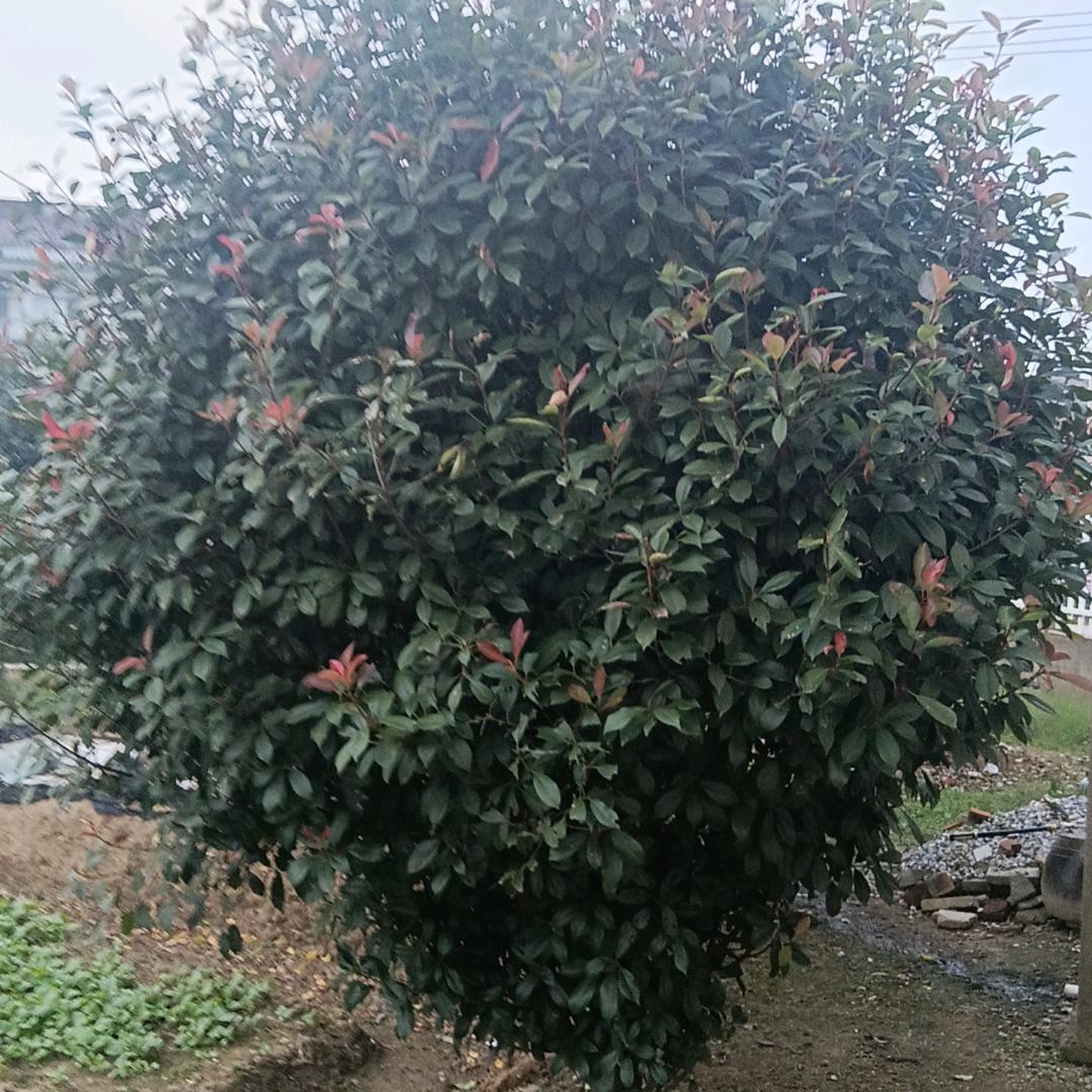 一生有你
