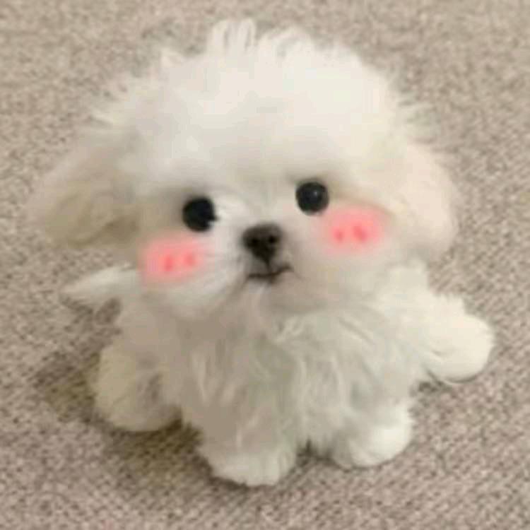 玉婷与玉凤