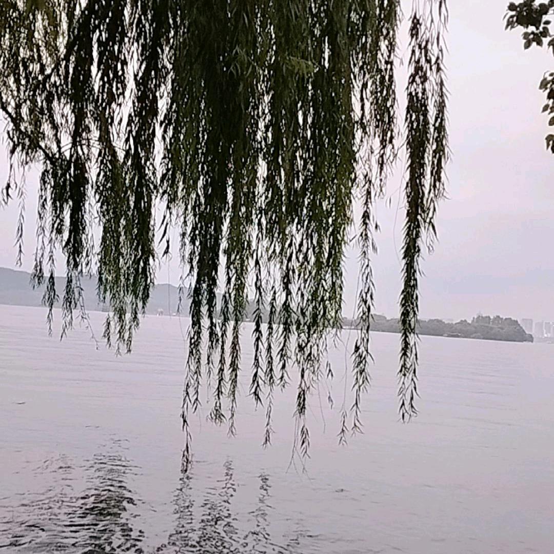 冰心欲语