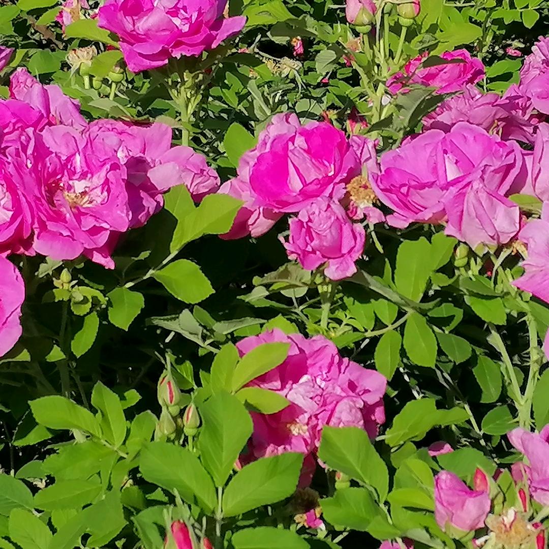 春暖花开