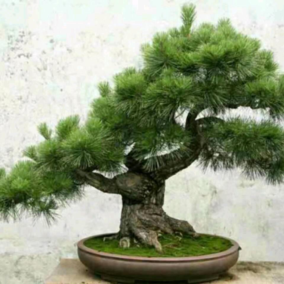 幸福每一天