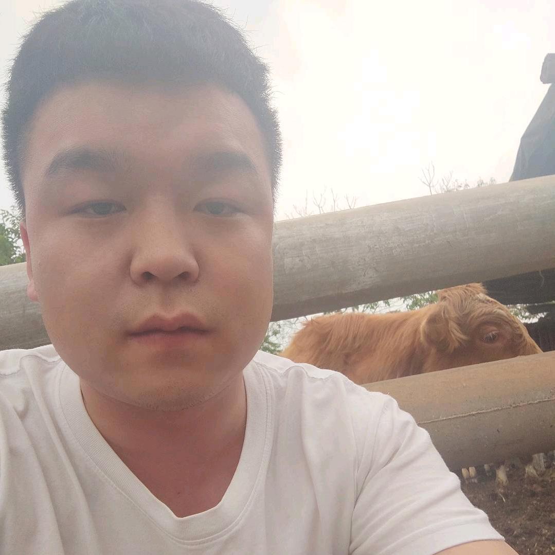 老谢养牛