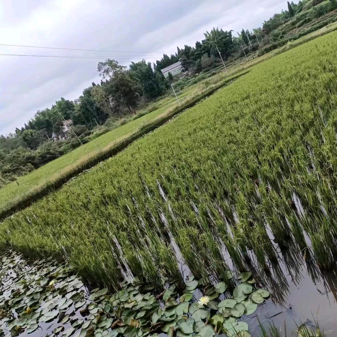 在无锡学书法的科学家