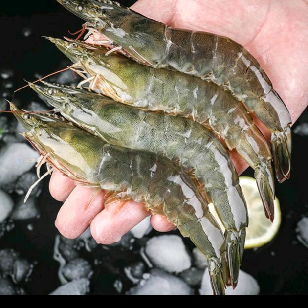 渔夫会猎优