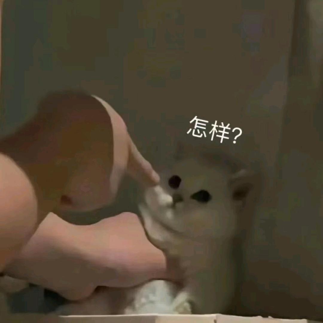 西伯利亚花果山社恐泪失禁蕾丝性感大马猴