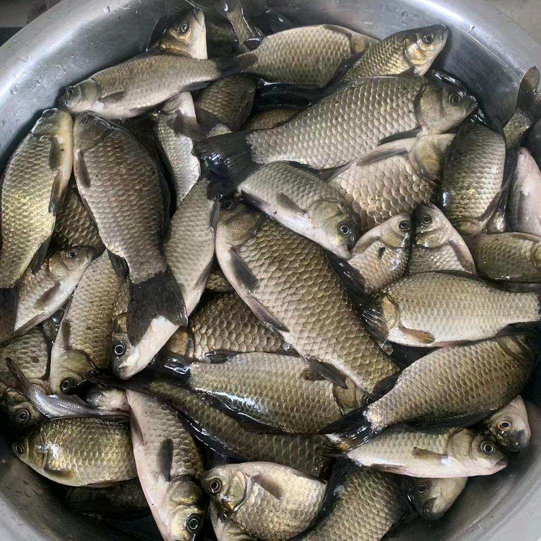 小黑粉