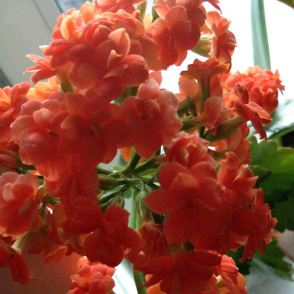 维嘉奶奶_好物推荐