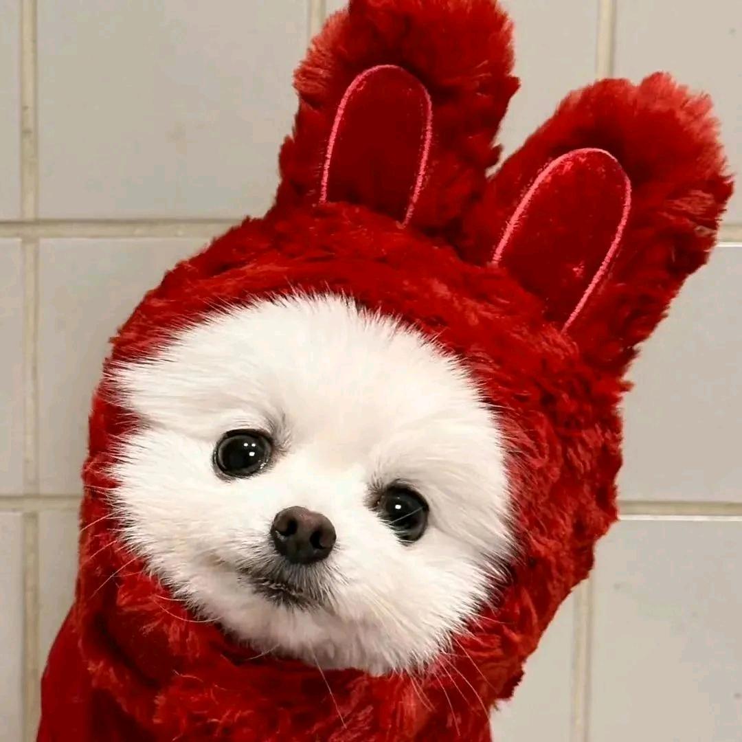 姨