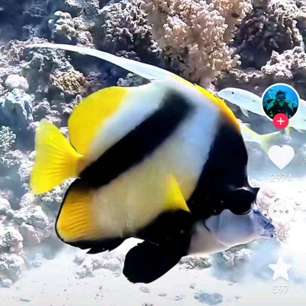 潇洒鱼🐠