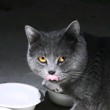猫在地球吃得好