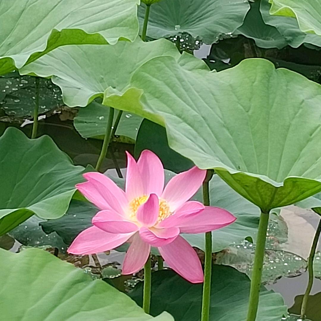 紫归