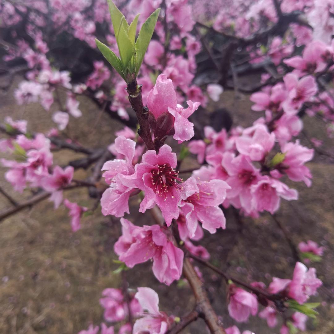 奥拉格慕（不要连赞）