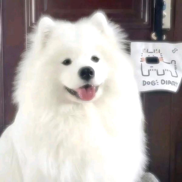 椰子🥥-SKY（见过黄子、石凯²）