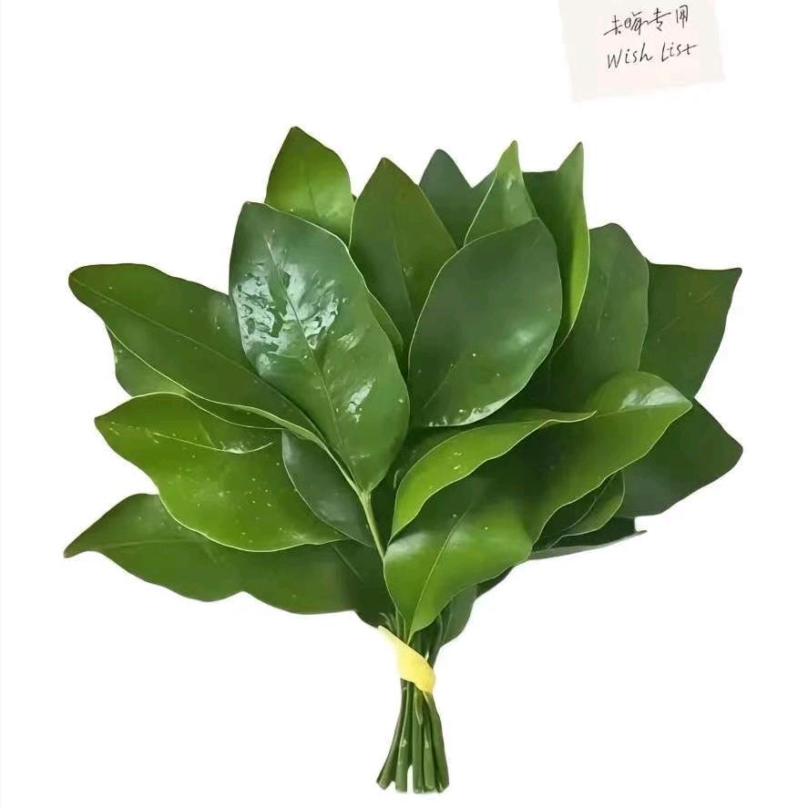 听风吟(●—●)