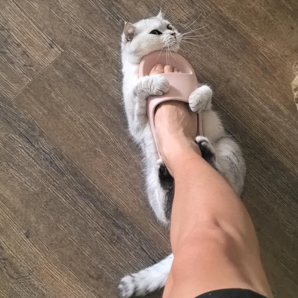好多好多鱼