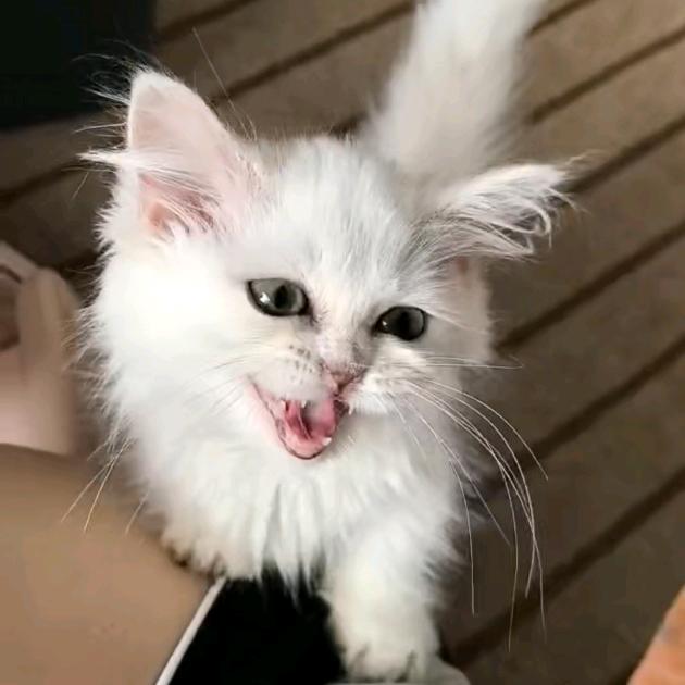 den春风嘉许