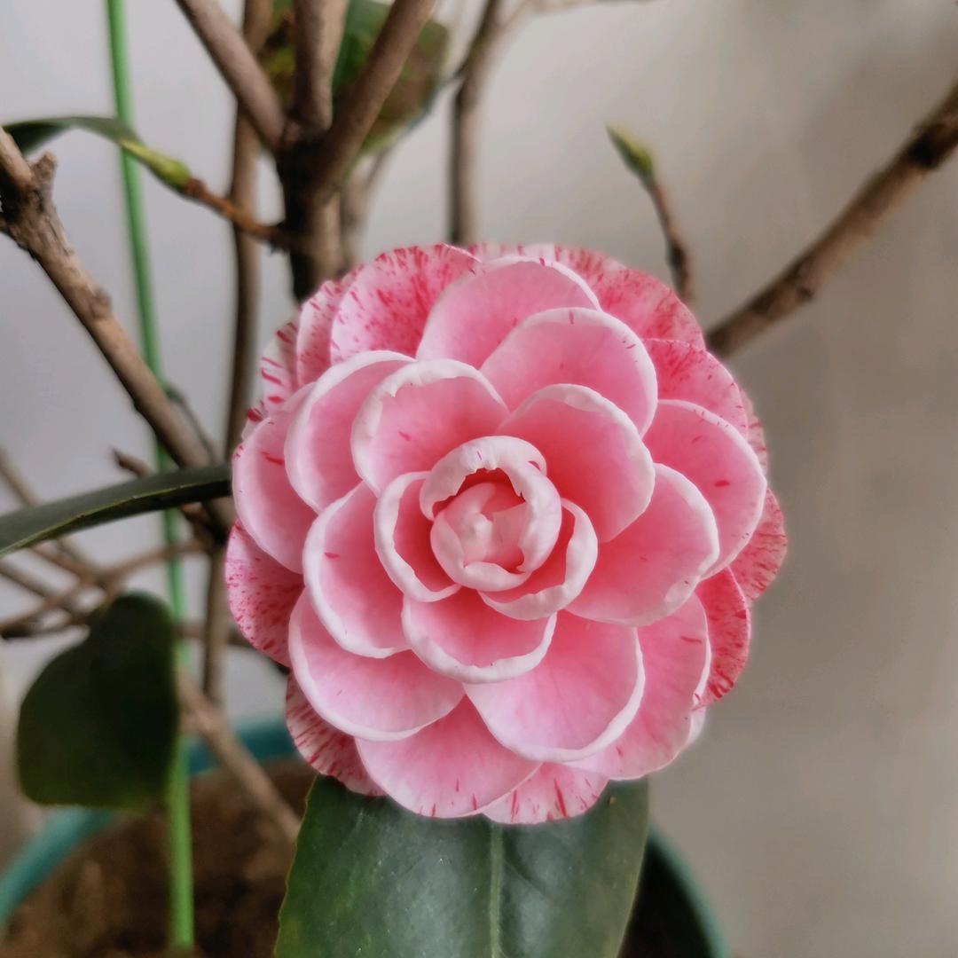 温茶青水