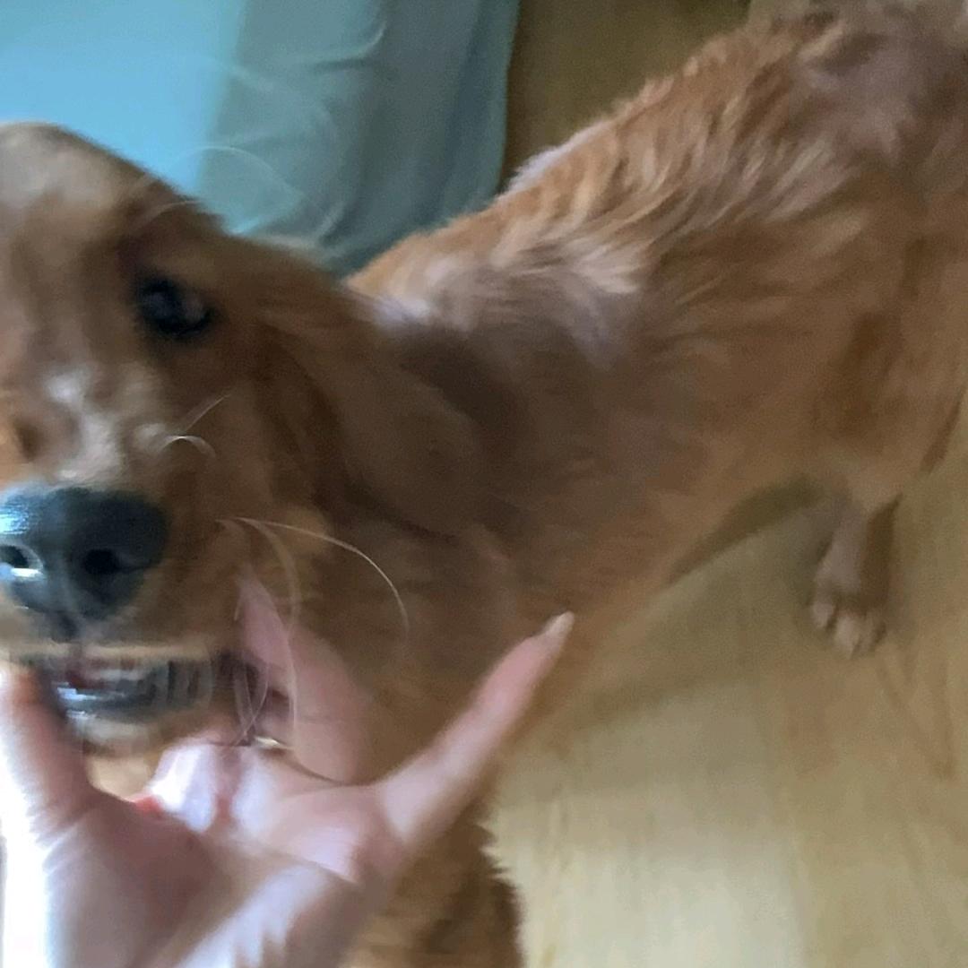 小乖@