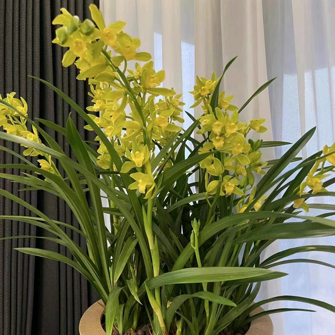 红姐（绿幕）