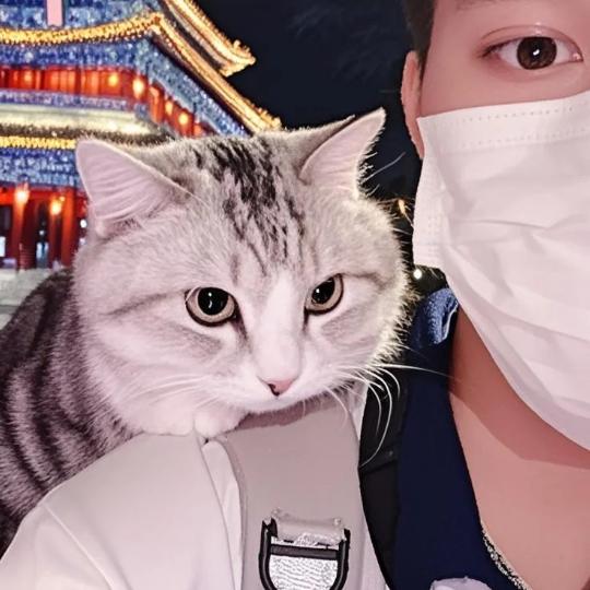 爱溜车的猫