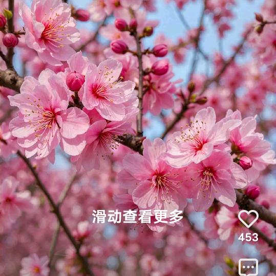 🌹🌹平淡哥🌹🌹