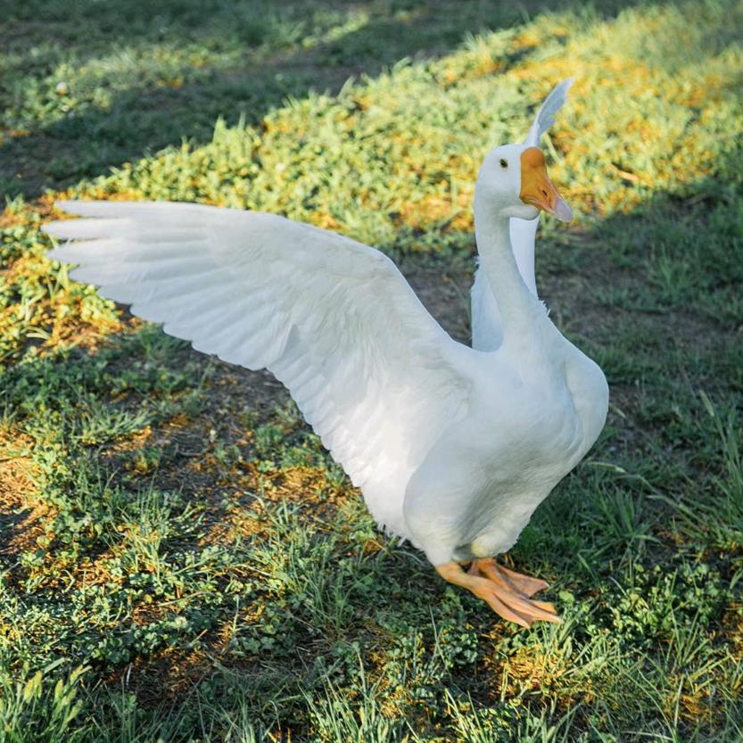 养鹅之财运滚滚来