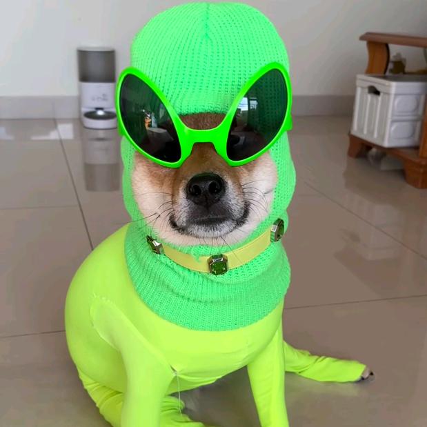 蚊子🦟