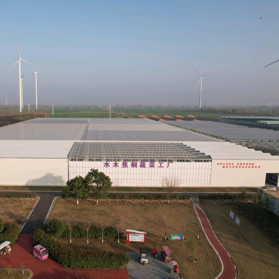 水木焦桐蔬菜小时达