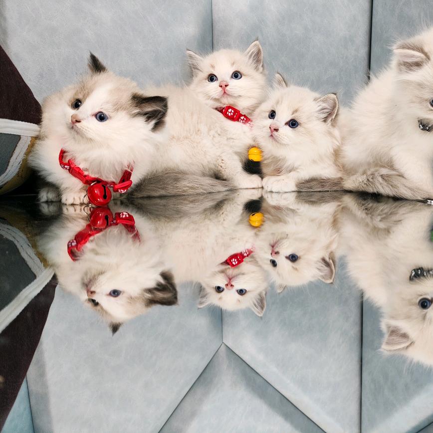 布偶猫舍
