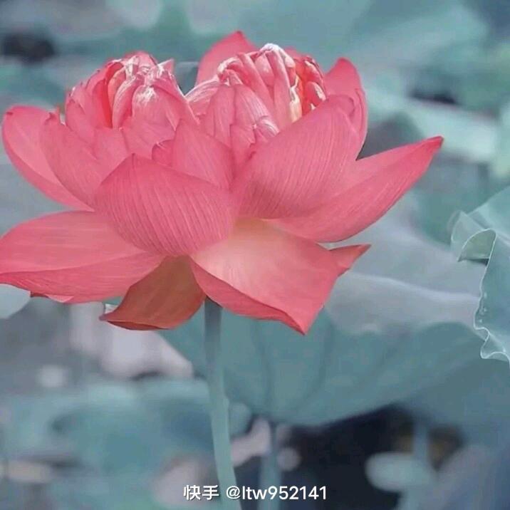尤久翠