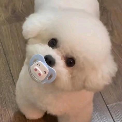 酷酷的小莲