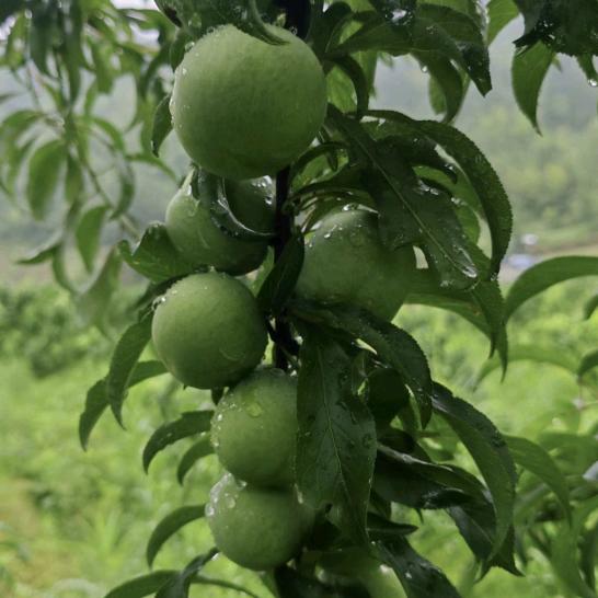 天眼新农人（小段）