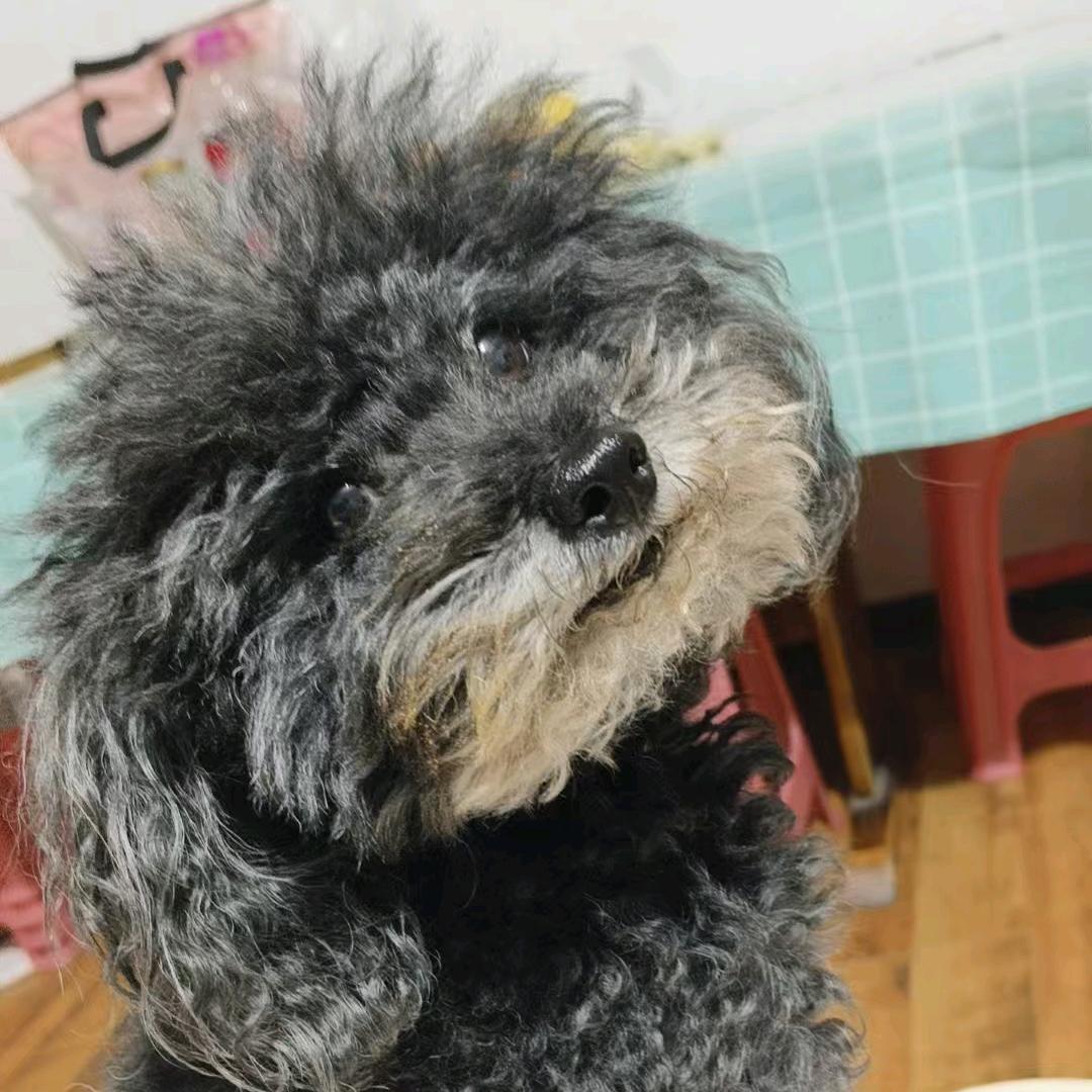 我家小黑