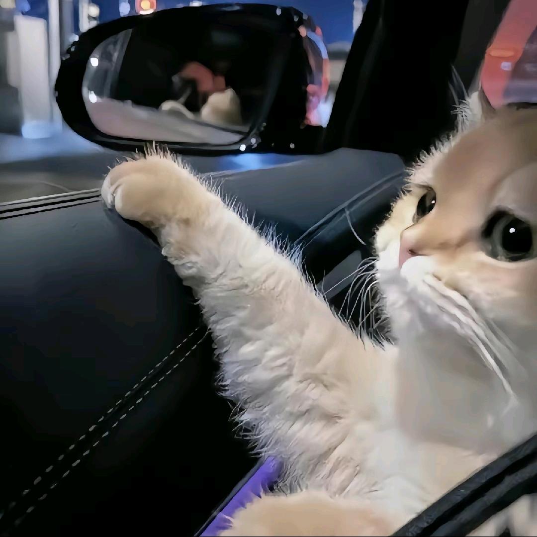 小芋的猫（橱窗炸裂版）