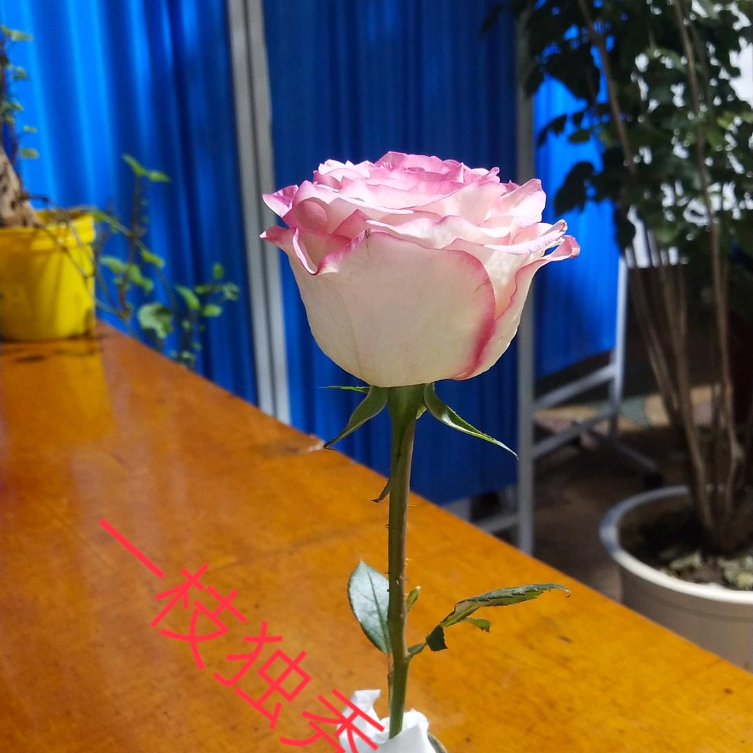 一枝独秀