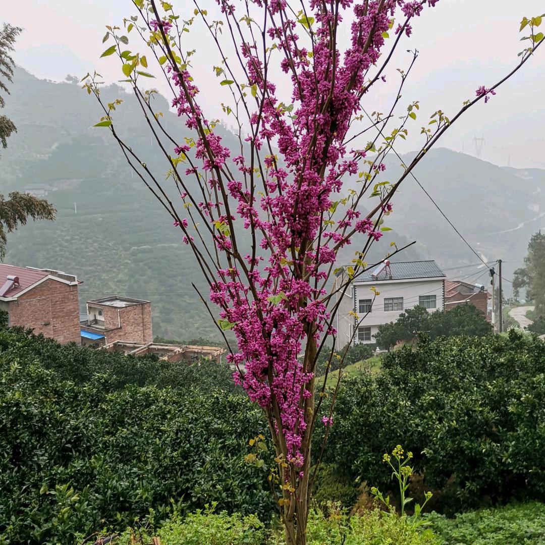 一帘幽梦