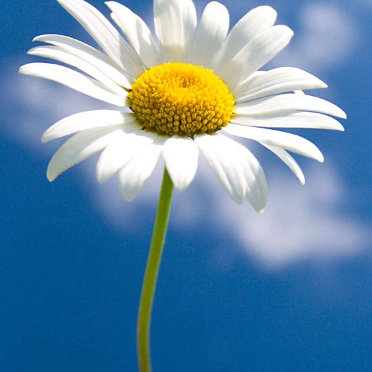 小芒果