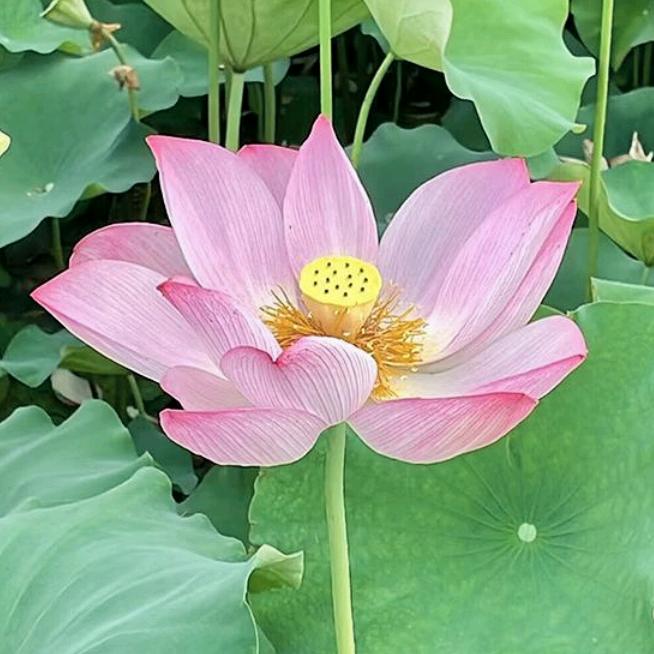 净土莲花
