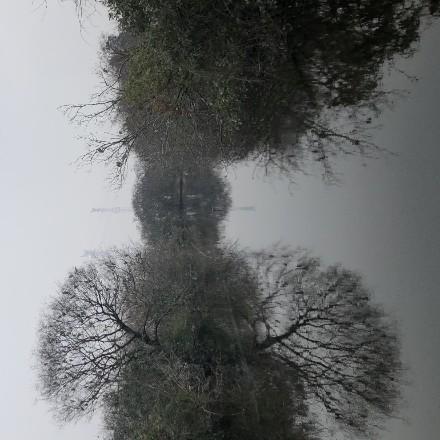 西瓜