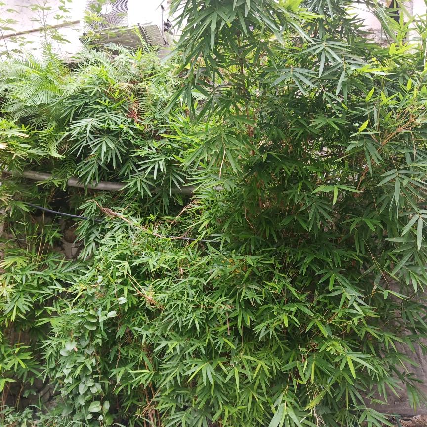 御言