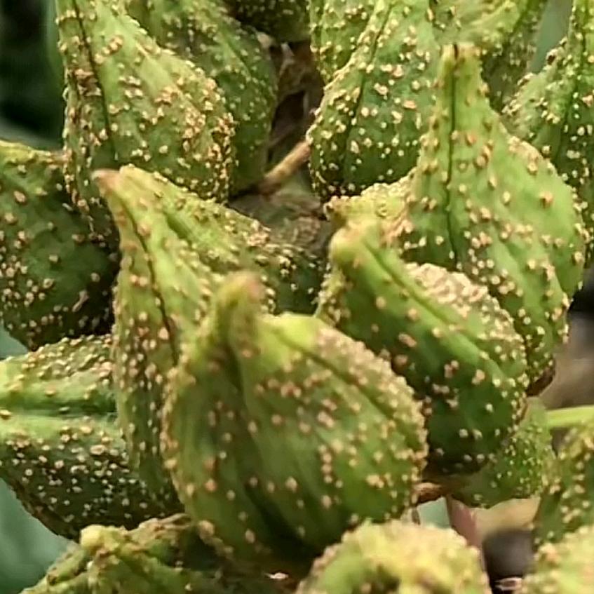 古绛镇垒聚苗木