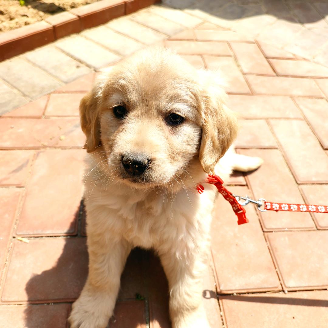 小琪首播筹备中