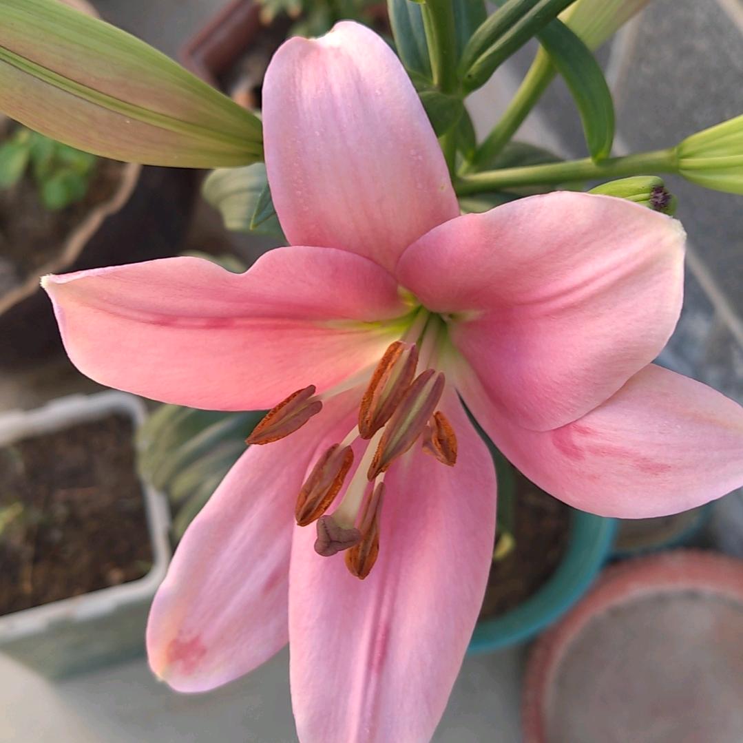 郁金香和白百合