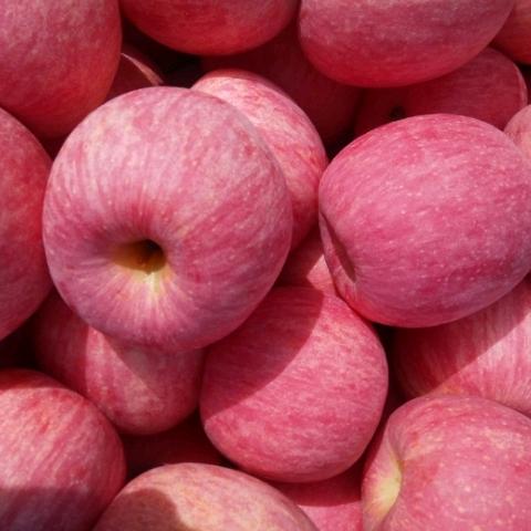 烟台苹果直播专供