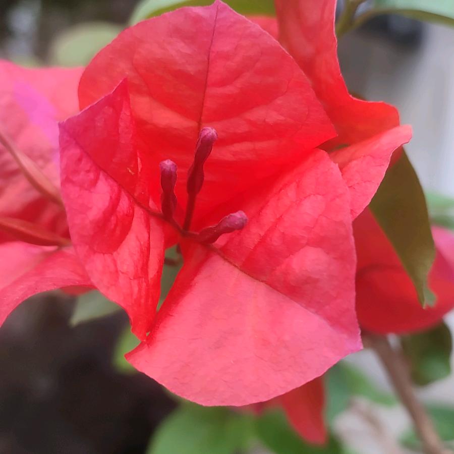 灵芝，，，，！。