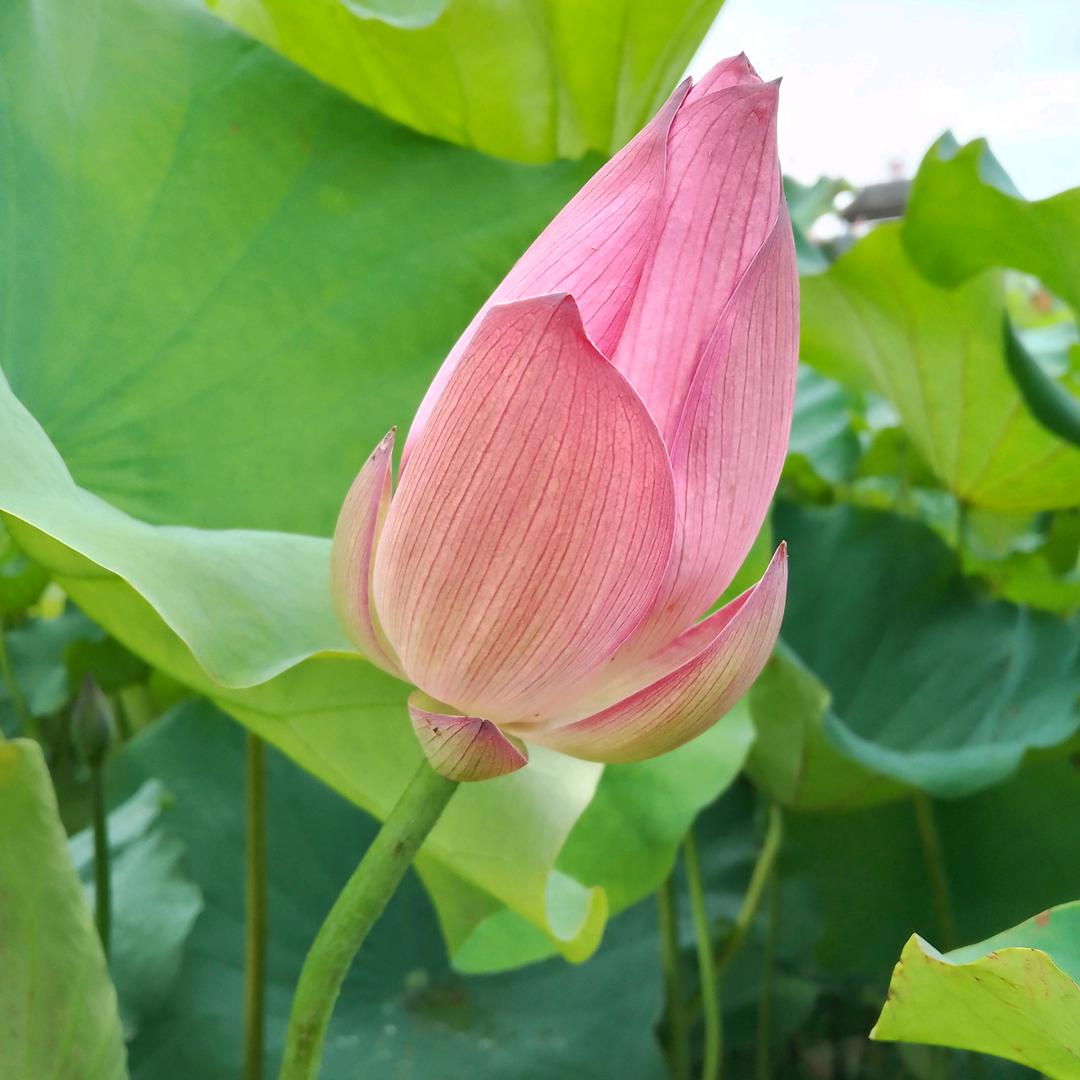 🌼八月梅🌹