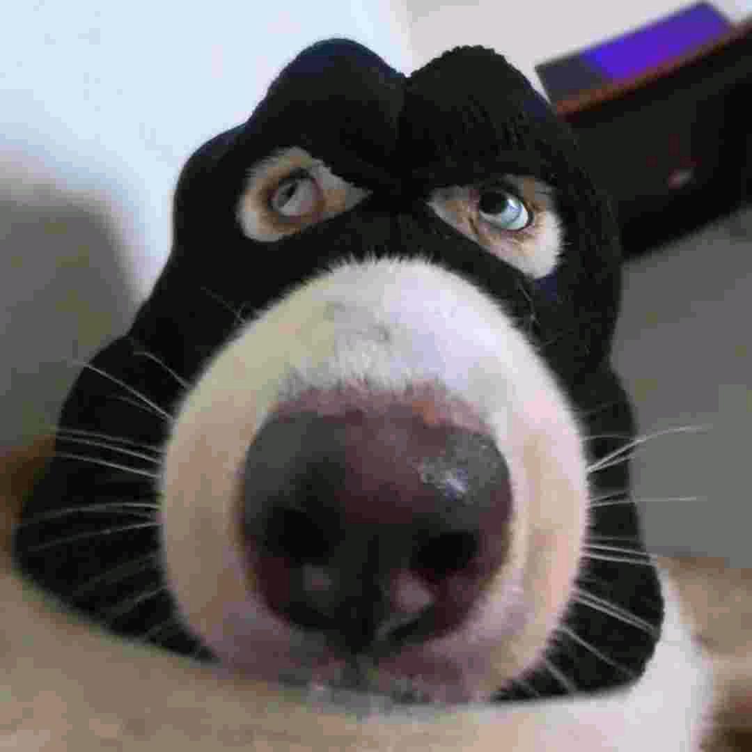 好样的布鲁斯🐶
